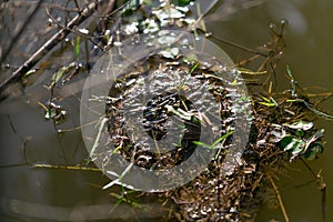 The green frog sitting on a dry branch floated in the lake.