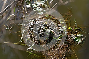 The green frog sitting on a dry branch floated in the lake.