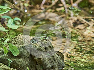 Green frog sitting on the ground in forest