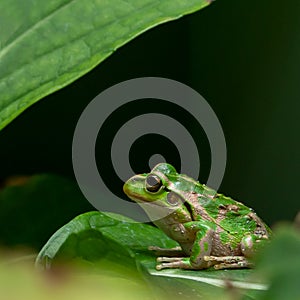 Green frog sitting on a leaf