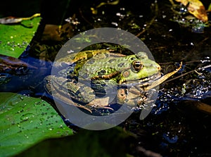 Green frog sitting on leaf