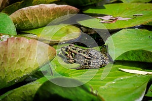 Green frog sitting on leaf