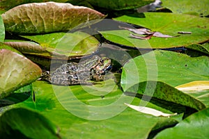 Green frog sitting on leaf