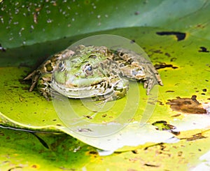 Green frog sitting on leaf