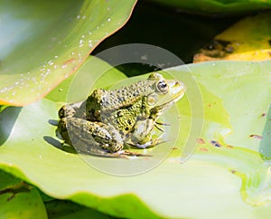 Green frog sitting on a leaf