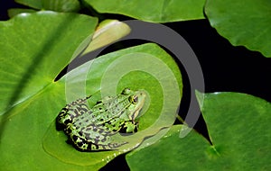 A green frog is sitting on a lily pad in the middle of other green leaves on the pond