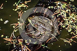 Green Frog Sitting on Log at Paradise Springs