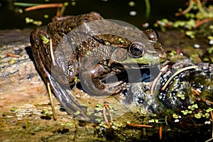 Green Frog Sitting on Log at Paradise Springs