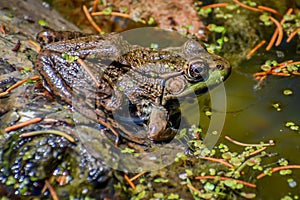 Green Frog Sitting on Log at Paradise Springs