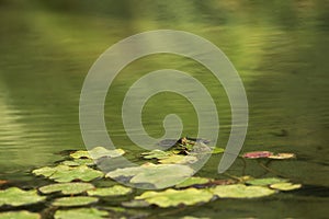 A green frog sitting in the pond full of water lilies