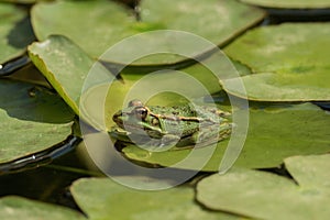 A green frog sitting in the pond full of water lilies