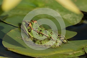 A green frog sitting in the pond full of water lilies