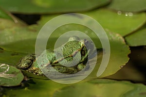 A green frog sitting in the pond full of water lilies