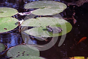 A green frog sitting in the pond full of water lilies. frog on a water lily leaf