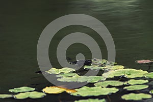 A green frog sitting in the pond full of water lilies