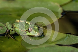 A green frog sitting in the pond full of water lilies