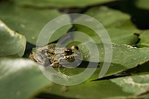 A green frog sitting in the pond full of water lilies