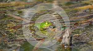 Green frog sitting in a pond, lake