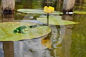 Green frog sitting on a water lily leaf