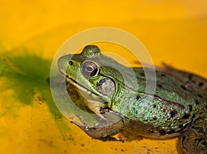 Green frog sitting on yellow water lily leaf