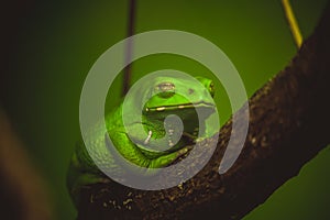 Green frog sleeping on branch