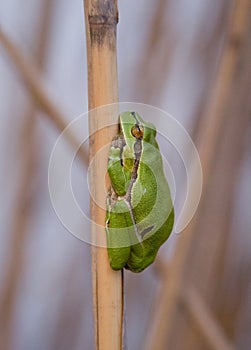 Green frog sleeping on reed