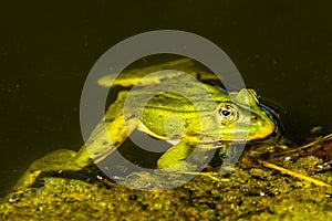 Green frog in small natural pool