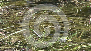 Green frog spawn time in spring pond