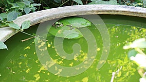 Green frog stay still on green lotus leaf in green water pool