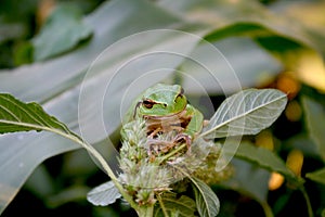 A green frog staying on a green plant closeup