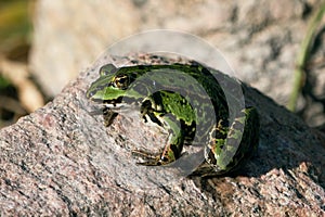 Green frog on a stone