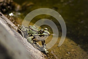 green frog sunbathing