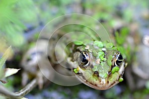 Green frog in swamp