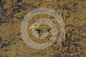 Green frog swimming in the pond - Anura