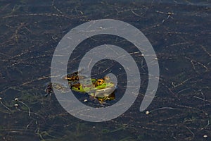 Green frog swimming in the pond - Anura