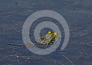 Green frog swimming in the pond, view from the back - Anura