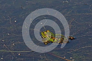 Green frog swimming in the pool - Anura photo