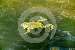 Green frog swimming in the water