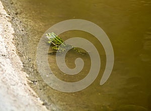 Green frog swims in the pond