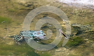 Green frog swims in the pond