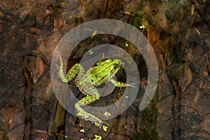 green frog swims in a pond among water plants