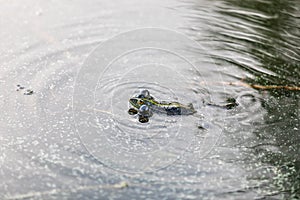 Green frog swims in the water in a swamp. Croaks loudly, blowing bubbles. Courtship games. Nature and fauna in the