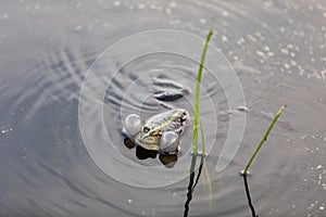 Green frog swims in the water in a swamp. Croaks loudly, blowing bubbles. Courtship games. Nature and fauna in the