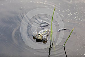 Green frog swims in the water in a swamp. Croaks loudly, blowing bubbles. Courtship games. Nature and fauna in the