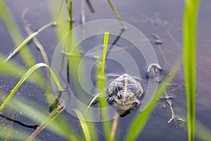 Green frog swims in the water in a swamp. Croaks loudly, blowing bubbles. Courtship games. Nature and fauna in the