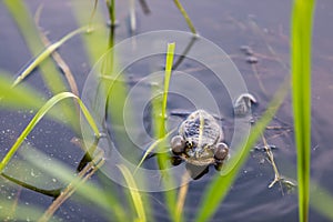 Green frog swims in the water in a swamp. Croaks loudly, blowing bubbles. Courtship games. Nature and fauna in the