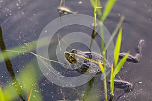 Green frog swims in the water in a swamp. Croaks loudly, blowing bubbles. Courtship games. Nature and fauna in the