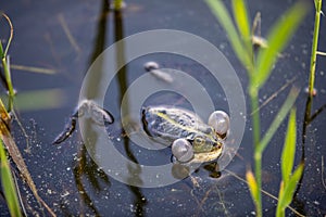 Green frog swims in the water in a swamp. Croaks loudly, blowing bubbles. Courtship games. Nature and fauna in the