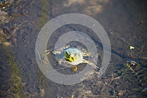 Green frog swims in the water in a swamp. Croaks loudly, blowing bubbles. Courtship games. Nature and fauna in the