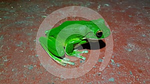 Green frog on a toilet ground in australia photo